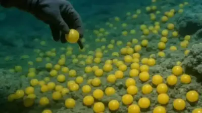 بركان نشط تحت الماء يتحول إلى حضانة هائلة لمليون بيضة لسمك الراي الأبيض