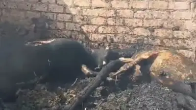 سيطرة الحماية المدنية على حريق منازل وأحواش في قرية أبودياب شرق قنا