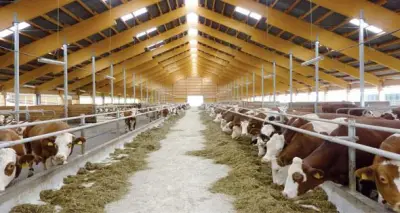 دار الإفتاء المصرية تؤكد على الإحسان عند ذبح الحيوان وتحرم تعذيبه