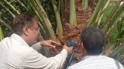 قنا تطلق حملة مكثفة لمكافحة سوسة النخيل باستخدام أحدث أجهزة الحقن المتطورة