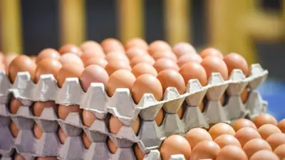 استقرار أسعار كرتونة البيض في بورصة الدواجن ومحال الجملة اليوم الثلاثاء