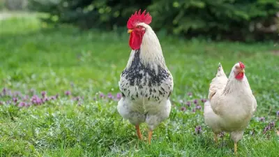 ارتفاع أسعار الفراخ البيضاء وانخفاض البلدي في بورصة الدواجن اليوم