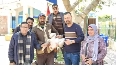 ضبط بجعة محمية داخل محل أسماك في طنطا خلال حملة بيئية مشددة