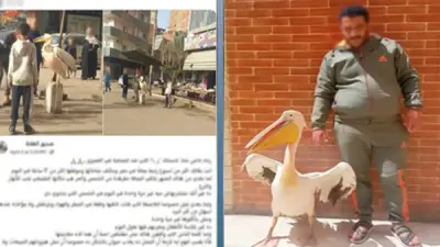 ضبط صاحب محل أسماك بالغربية لتكبيله بجعة حية للدعاية أمام المحل