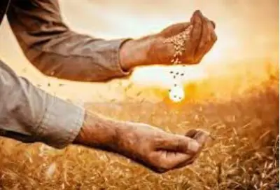 تعاون أممي لتعزيز الأمن الغذائي في مصر: جهود مشتركة لمواجهة التحديات