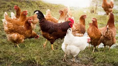 ارتفاع أسعار الفراخ البيضاء وانخفاض البلدي في بورصة الدواجن اليوم