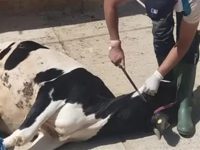 دار الإفتاء المصرية تحرم التمثيل بالحيوانات وتجرمه شرعاً