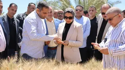 الوادي الجديد يحقق إنجازًا زراعيًا بتجربة إكثار أصناف قمح عالية الجودة بالتعاون مع الطاقة الذرية
