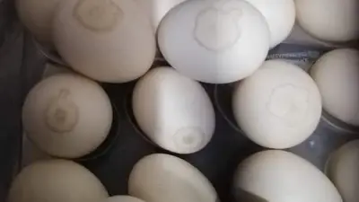 المجلس القومي للإعاقة يؤكد استمرار خدماته على مدار الساعة خلال الأعياد والعطلات