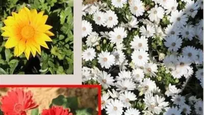 وزارة الزراعة تمدد معرض زهور الربيع بالدقي حتى نهاية مايو بسبب الإقبال الجماهيري