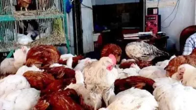 رئيس شعبة الدواجن: استقرار الأسعار ضروري لاستمرار الإنتاج وزيادته في مصر