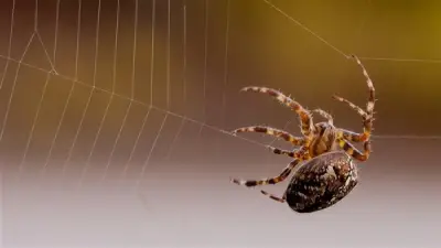 تفسير رؤية العنكبوت في المنام: دلالات الأنانية والمكر والخداع في الأحلام