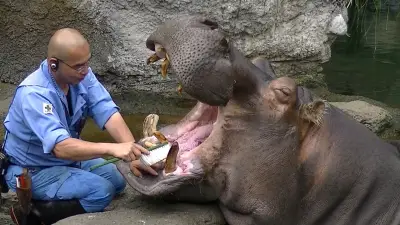 بسبب بابلو إسكوبار: خطة لإعدام عشرات من فرس النهر بكولومبيا