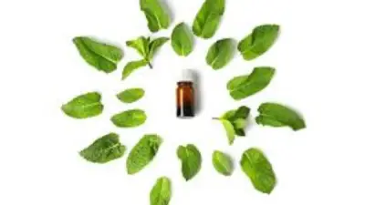 وداعًا للهموش نهائيًا: دليل شامل لتنظيف البيت والقضاء على الحشرات في يوم واحد