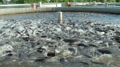 معهد الاستزراع السمكي بجامعة القناة يطلق دورة تدريبية متخصصة في أساسيات تربية الجمبري