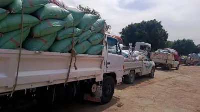 انتعاشة مبكرة في موسم الذهب الأصفر بسوهاج مع تسهيلات غير مسبوقة للمزارعين