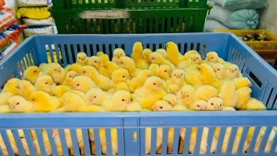 تقلبات في أسعار الكتاكيت والبط اليوم في بورصة الدواجن: ارتفاع الروص وانخفاض الكب