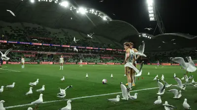 طيور النورس تقتحم ملعب الدوري الأسترالي: مشهد طريف يربك مباراة نيوكاسل جيتس وملبورن فيكتوري