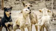 رئيس جمعية الرفق بالحيوان: 1.4 مليون حالة عقر سنويا بسبب الكلاب الضالة
