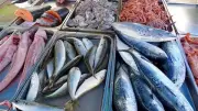 سوق الأسماك يشهد تباينًا حادًا: انخفاض البلطي والمكرونة وارتفاع البوري 20 جنيهاً