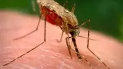 الصحة العالمية تحذر من زيادة الملاريا وتراجع التمويل في 2026