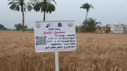 وزيرة التضامن: مبادرة «ازرع» زرعت 250 ألف فدان وتستحق التسجيل كملكية فكرية