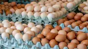 سعر طبق البيض اليوم الأحد 26 أبريل 2026 في بورصة الدواجن وللمستهلك