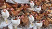 أسعار الفراخ اليوم الأحد 26 أبريل 2026 مستقرة في بورصة الدواجن