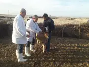 الزراعة تعلن تحصين أكثر من 3 ملايين رأس ماشية ضد الجلد العقدي وجدري الأغنام