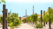60 ألف شجرة تظلل المشاعر المقدسة لتخفيف الحرارة خلال الحج بالسعودية