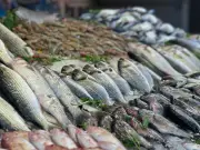 أسعار السمك اليوم: الجمبري يتجاوز 600 جنيه والبلطي يتراجع