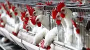 7 جنيهات زيادة في كيلو الدواجن خلال أسبوع.. أسعار جديدة بالأسواق