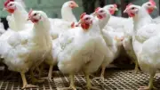 انخفاض أسعار الدواجن إلى 78 جنيهاً بالمزارع والسعر العادل 88 جنيهاً للمستهلك