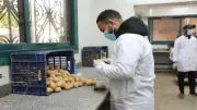 وزارة الزراعة تفحص 9414 عينة بطاطس للتصدير بإجمالي 252 ألف طن خلال مارس