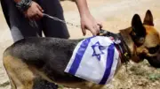 حزب الله يقتل كلباً إسرائيلياً ويكشف خلية مسلحة في بنت جبيل
