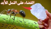 حيلة بسيطة للتخلص من النمل والصراصير نهائياً بدون مبيدات