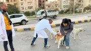 جمعيات الرفق بالحيوان تطالب باعتماد النموذج العلمي للتعامل مع الكلاب الضالة