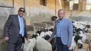طب بيطري القاهرة: توافر أغنام برقي عالية الجودة استعدادًا لعيد الأضحى