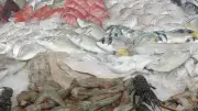 أوروبا تفتح أبوابها للأسماك المصرية.. البلطي والجمبري يتصدران قائمة الصادرات