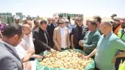 محافظ الوادي الجديد تتابع حصاد القمح والبطاطس في مزارع بلاط