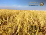 نجاح زراعة القمح بمياه مالحة في جنوب سيناء.. إنجاز بحثي مصري