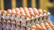 استقرار أسعار كرتونة البيض اليوم السبت في بورصة الدواجن ومحال الجملة