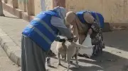 الطب البيطري بالشرقية ينفذ حملات مكثفة لتعقيم وتحصين الكلاب الضالة لضمان سلامة المواطنين