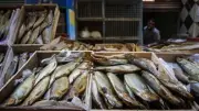 ارتفاع أسعار الفسيخ والرنجة قبل شم النسيم: رئيس شعبة الأسماك يكشف الأسباب الرئيسية