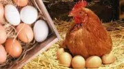 استقرار أسعار البيض في موسم شم النسيم.. تفاصيل الأسعار الحالية في الأسواق