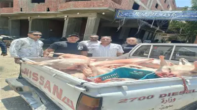 ضبط 10 آلاف كجم لحوم فاسدة ومذبوحة خارج المجازر في الجيزة