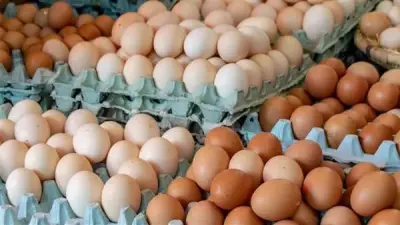 هبوط كبير في سعر كرتونة البيض لدون 100 جنيه بالأسواق