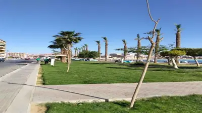 التنمية المحلية تعلن انتهاء المرحلة الرابعة من مبادرة 100 مليون شجرة