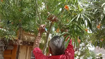 محافظ أسيوط يؤكد استمرار تركيب الأكواد التعريفية لأشجار مبادرة 100 مليون شجرة