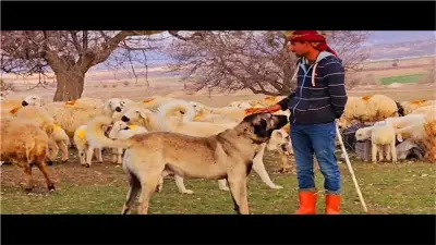 وظيفة راعي أغنام براتب 1178 دولارا تشعل التواصل الاجتماعي في الصين
